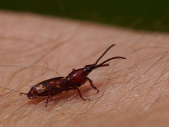 Arrhenodes minutus