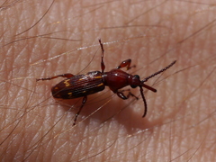 Arrhenodes minutus