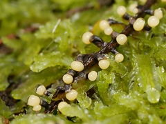 Elaeomyxa cerifera