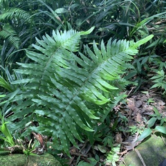 Microlepia hookeriana