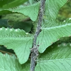 Microlepia hookeriana