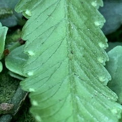 Microlepia hookeriana