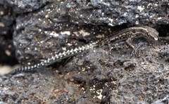 Cryptoblepharus gloriosus mohelicus