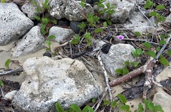 Cryptoblepharus gloriosus mohelicus