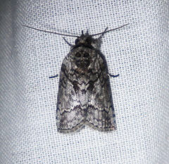 Nycteola polycyma