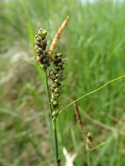 Carex tomentosa