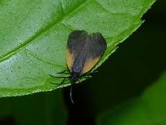 Pyromorpha dimidiata