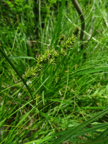 Carex otomana