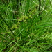 Carex otomana - Photo (c) Grzegorz Grzejszczak, algunos derechos reservados (CC BY-SA), subido por Grzegorz Grzejszczak