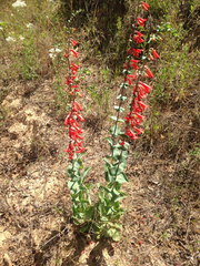 Penstemon murrayanus