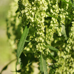 Rumex confertus