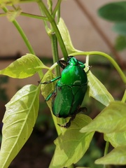 Heterorrhina elegans