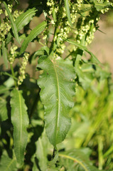 Rumex confertus