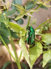Heterorrhina elegans