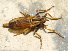 Asilus sericeus