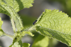 Harmonia octomaculata