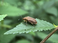 Xanthogaleruca aenescens