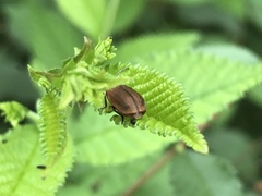 Xanthogaleruca aenescens