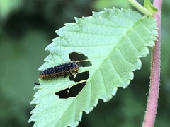 Xanthogaleruca aenescens