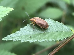 Xanthogaleruca aenescens