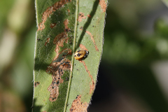 Harmonia octomaculata