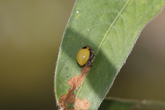 Harmonia octomaculata