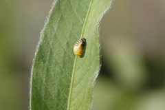 Harmonia octomaculata