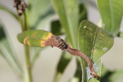 Coccinella transversalis