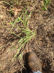 Tradescantia reverchonii