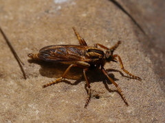 Asilus sericeus