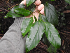 Cryptocarya erythroxylon