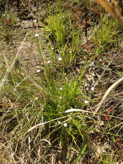 Eriocaulon texense