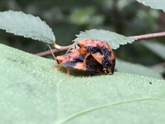 Laccoptera