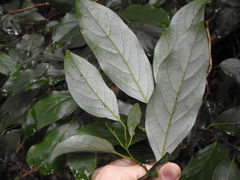 Cryptocarya erythroxylon