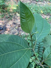 Condamineeae