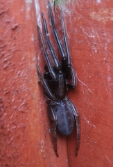 Segestria florentina