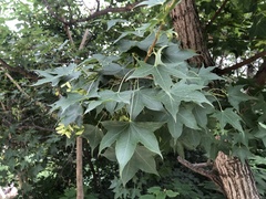 Acer truncatum