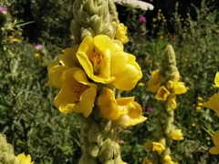 Verbascum thapsus