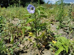 Nicandra physalodes