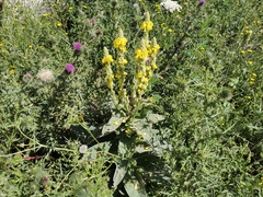 Verbascum thapsus
