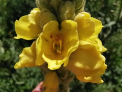 Verbascum thapsus