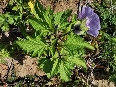 Nicandra physalodes