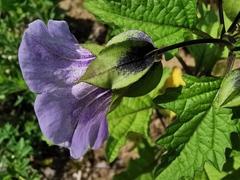 Nicandra physalodes