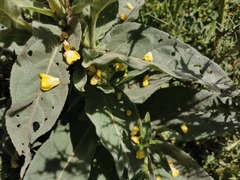 Verbascum thapsus