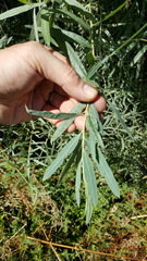 Salix exigua hindsiana