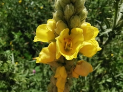 Verbascum thapsus