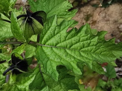 Nicandra physalodes