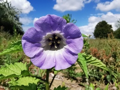 Nicandra physalodes