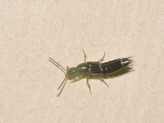 Philonthus aeneipennis