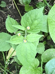 Galinsoga quadriradiata